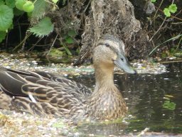 Enten Familie